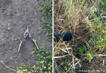 Погрожував садовими ножицями: у селі сталося пограбування