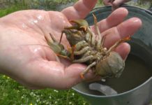 З 20 серпня на рибалок чекає чергова заборона