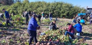Для військових і переселенців: Троїцька громада виростила «Сади Перемоги»