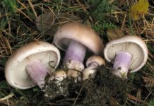 У Павлограді мала дитина отруїлася грибами