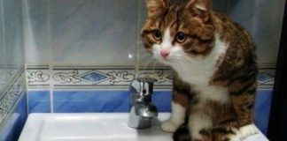 У Павлограді розповіли, коли подадуть воду