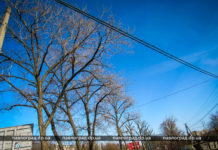 «Шокова обрізка»: у Павлограді розповіли про омолодження дерев