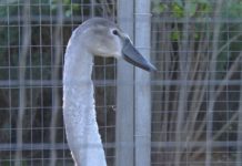 Військові врятували пораненого лебідя-шипуна і доставили у Павлоград (ВІДЕО)