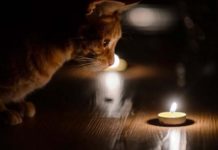 На деяких вулицях Павлограда не буде світла: де і коли