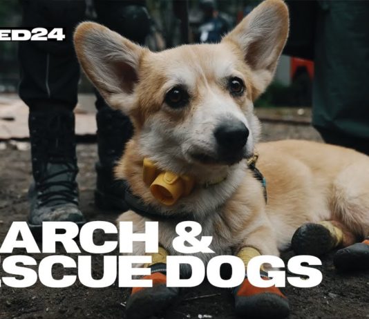 Опубліковане вражаюче англомовне відео про пошуково-рятувальних собак з Павлограда