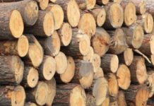 Павлоградський суд виніс вирок «чорним лісорубам»