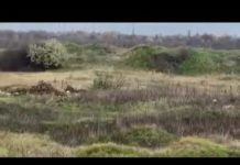 Археологічну пам’ятку Мавринський майдан перетворюють на смітник (ВІДЕО)