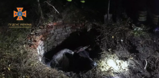 На Павлоградщині врятували корову
