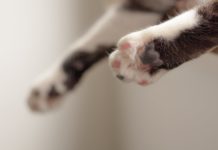 У Павлограді в машині залишили кошеня: чим закінчилася історія