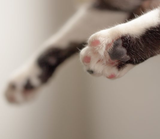 У Павлограді в машині залишили кошеня: чим закінчилася історія