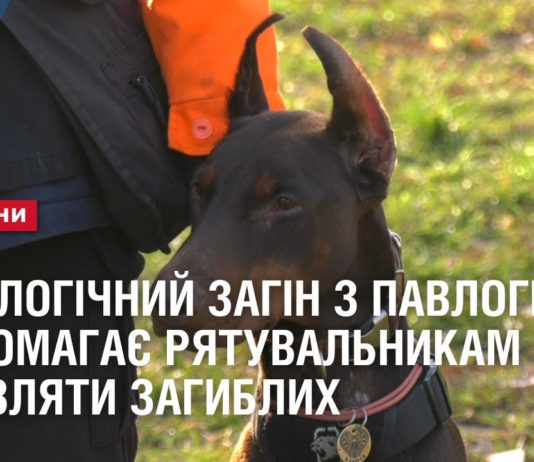 Кінологи з Павлограда допомагають повернути тіла загиблих героїв (ВІДЕО)