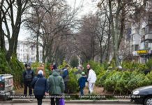 Ялинки Незламності: як у Павлограді працює ринок вічнозелених (ФОТОРЕПОРТАЖ)