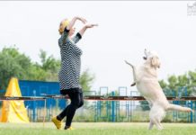 У Павлограді помер собака-рятувальник, «танцюючий» лабрадор