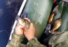 Чоловіка оштрафували за вилов риби на Вовчій