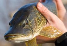 За вилов щук павлоградський пенсіонер отримав штраф