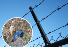 Стали відомі подробиці моторошного вбuвства і рoзчлeнування у Павлограді