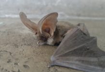 У Павлограді помітили червонокнижного кажана