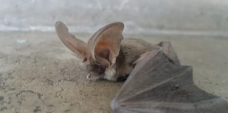 У Павлограді помітили червонокнижного кажана