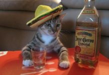 Павлоградець вкрав текілу і корм для кота: що постановив суд