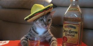 Павлоградець вкрав текілу і корм для кота: що постановив суд