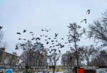 У Павлограді засніжило (ФОТО)