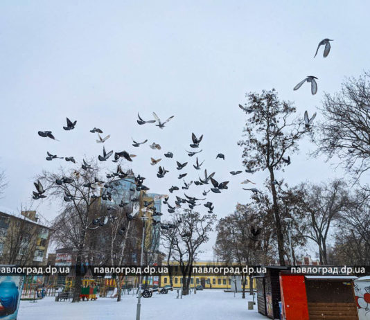 У Павлограді засніжило (ФОТО)