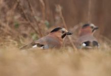 На Павлоградщині сфотографували незвичайного птаха
