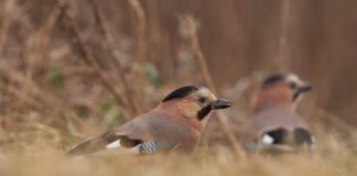 На Павлоградщині сфотографували незвичайного птаха