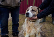 З притулку у Павлограді алабай Лорд поїхав на Буковину