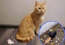 Жив на смітнику і змінив три імені: у Павлограді котик Томас перестав бути вуличним