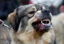 У Павлограді вакцинуватимуть тварин від сказу: графік