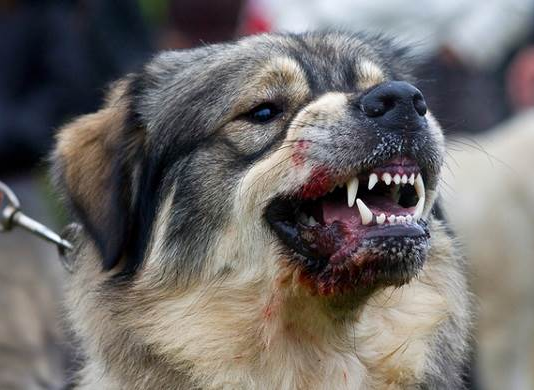 У Павлограді вакцинуватимуть тварин від сказу: графік