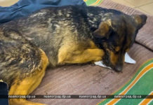 У Павлограді від ракетного удару постраждав собака