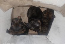 У Павлограді хтось викинув на смітник цуценят