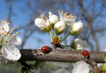 Павлоградців запрошують долучитися до толоки