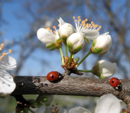 Павлоградців запрошують долучитися до толоки