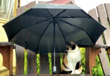 Синоптик розповіла, чого очікувати від погоди найближчим часом