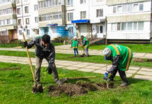 У Павлограді висадили алею кленів