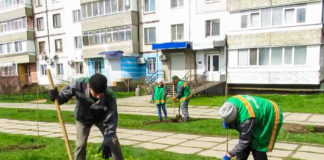 У Павлограді висадили алею кленів