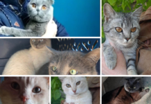 Волонтерка з Павлограда рятує котиків із зони бойових дій