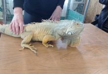 На Станції юннатів у Павлограді з’явилися екзотичні мешканці