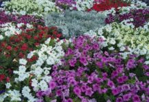 Павлоградські клумби прикрасять різнокольорові квіти