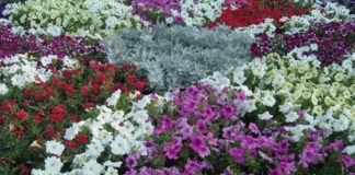 Павлоградські клумби прикрасять різнокольорові квіти