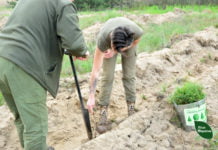 На Павлоградщині висаджували нові дерева — Східний лісовий офіс