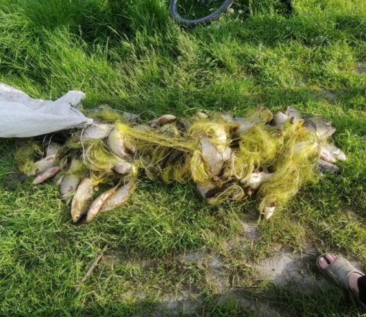 Рибалки незаконно виловили із Самари риби на 150 тис. грн