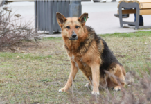 Павлоградців просять звернути увагу на тварин, переляканих після обстрілів: алгоритм дій