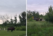 На Павлоградщині побачили бізона (ФОТО)
