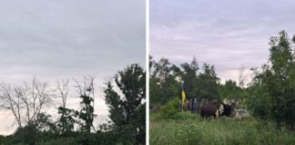 На Павлоградщині побачили бізона (ФОТО)