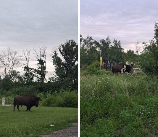На Павлоградщині побачили бізона (ФОТО)
