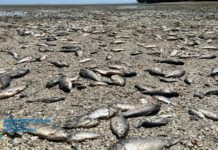 Через обміління Каховського водосховища на Дніпропетровщині загинуло 855 кг риби